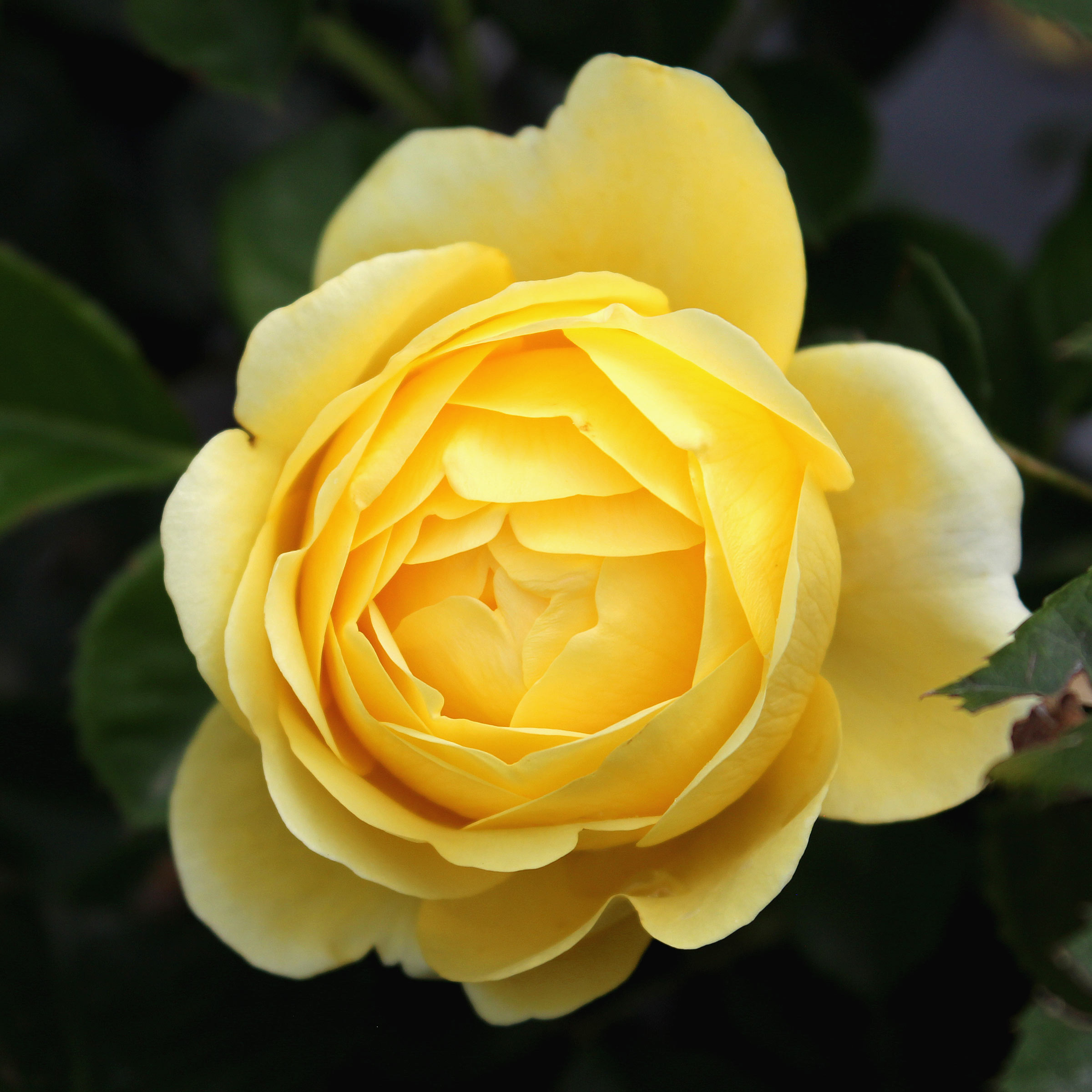 Floribundarose Rosa FL Yellow Flower Village Zulauf Gartencenter