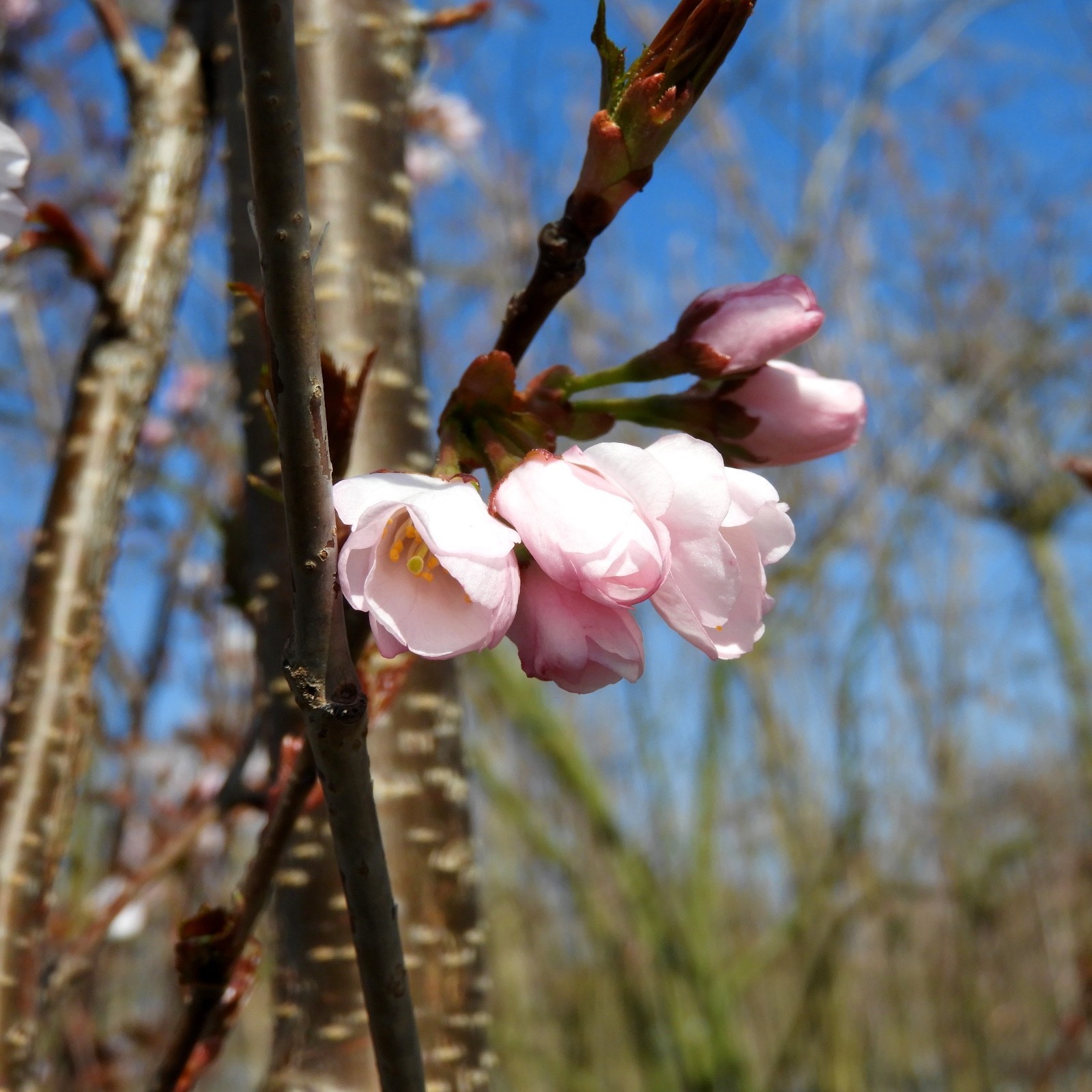 Sargents Kirsche Rancho Prunus Sargentii Rancho Zulauf Gartencenter