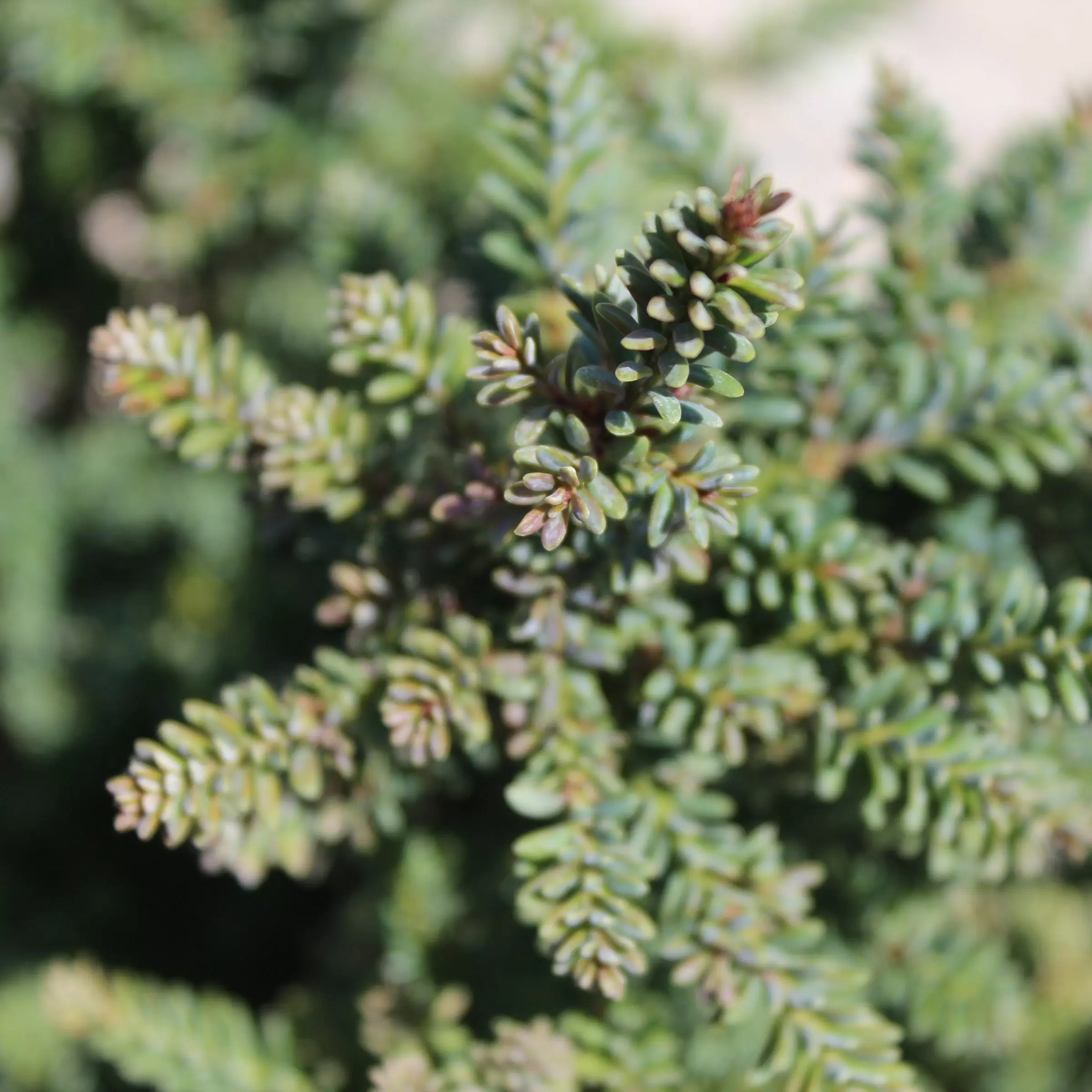 Steineibe Red Tip Podocarpus Lawrencei Red Tip Zulauf Gartencenter