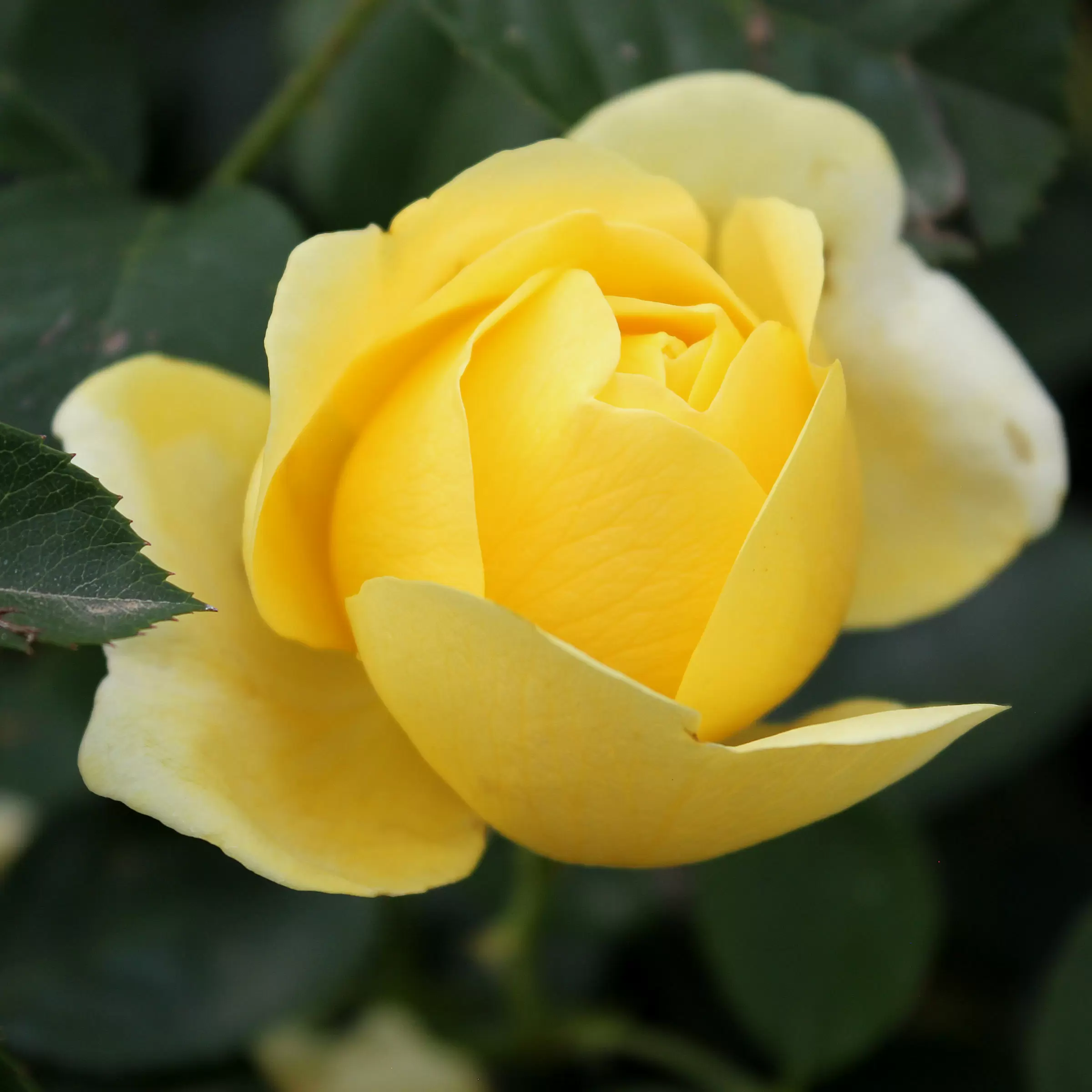 Floribundarose Rosa Fl Yellow Flower Village Zulauf Gartencenter