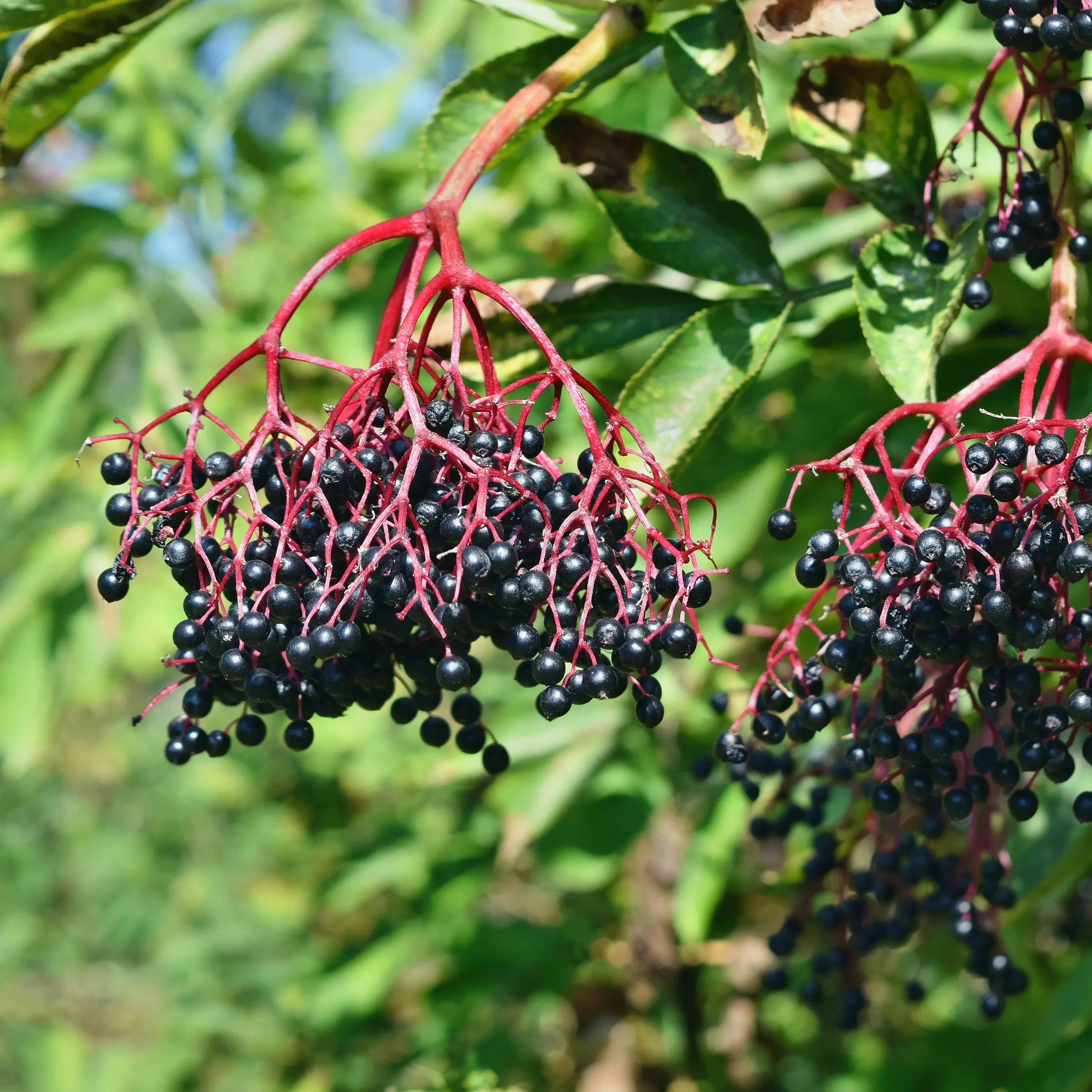 Schwarzer Holunder Haschberg Sambucus Nigra Haschberg Zulauf