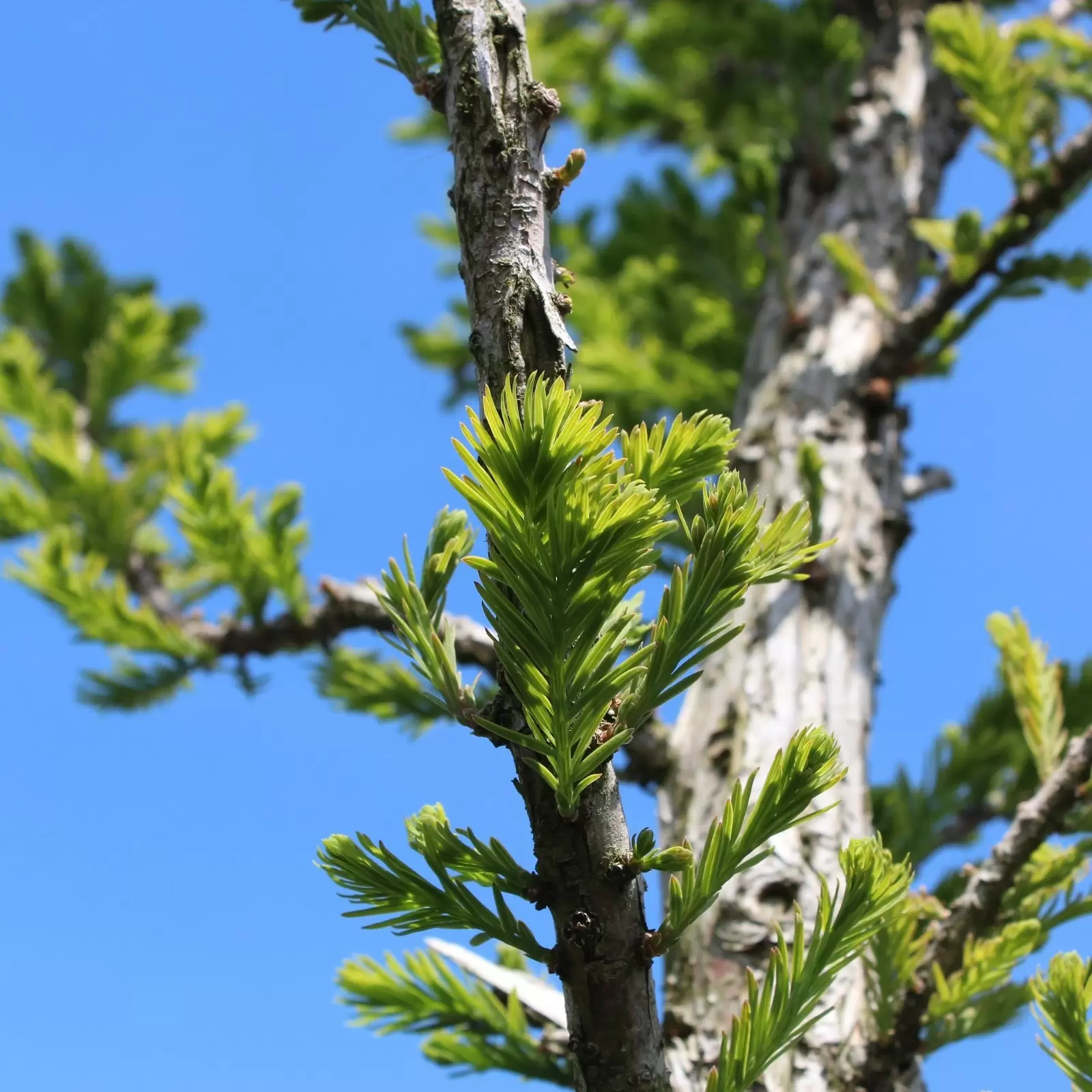 S Ulen Sumpfzypresse Taxodium Distichum Pev Minaret Zulauf