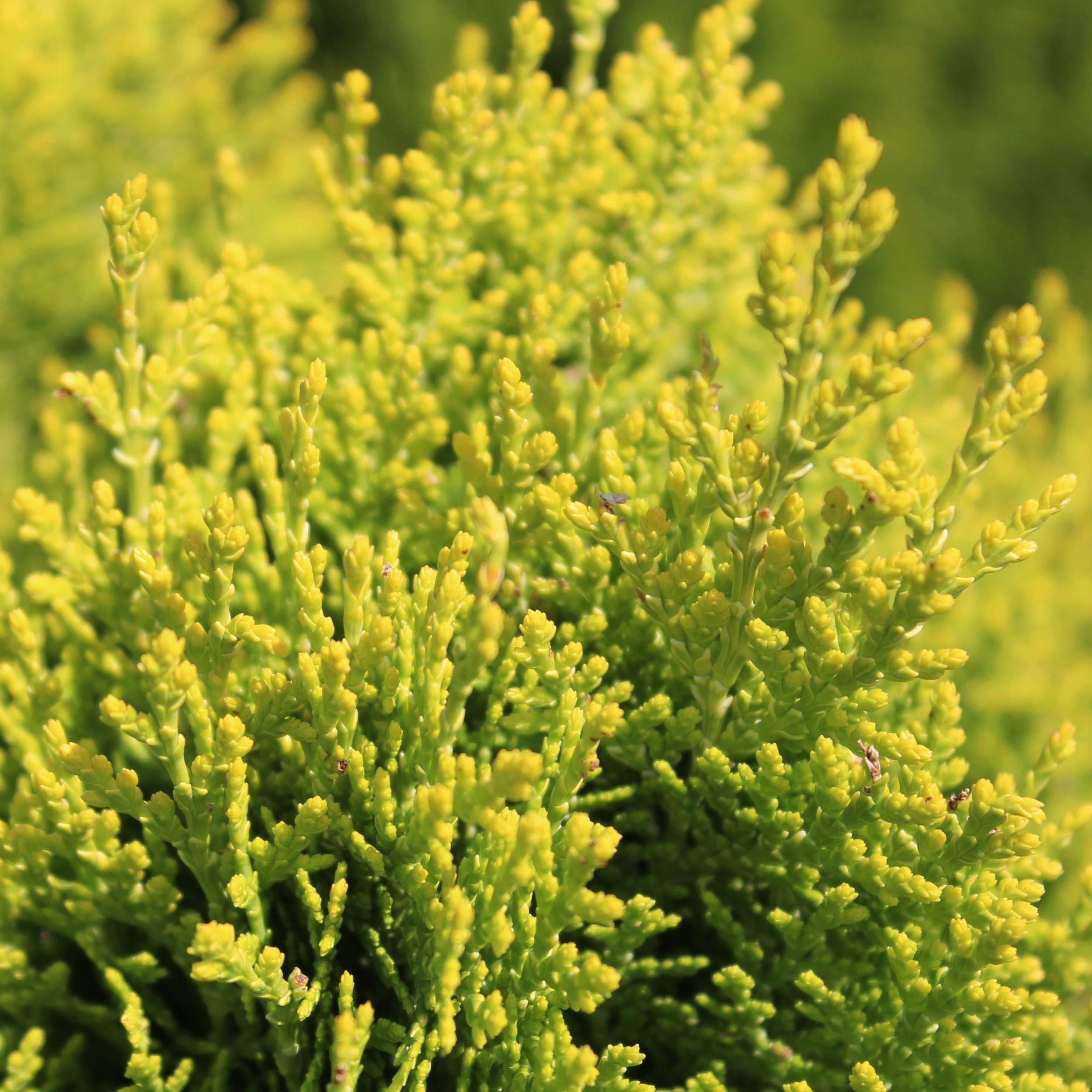 Chinesischer Zwerg-Lebensbaum - Platycladus orientalis Aurea Nana |  Zulauf Gartencenter