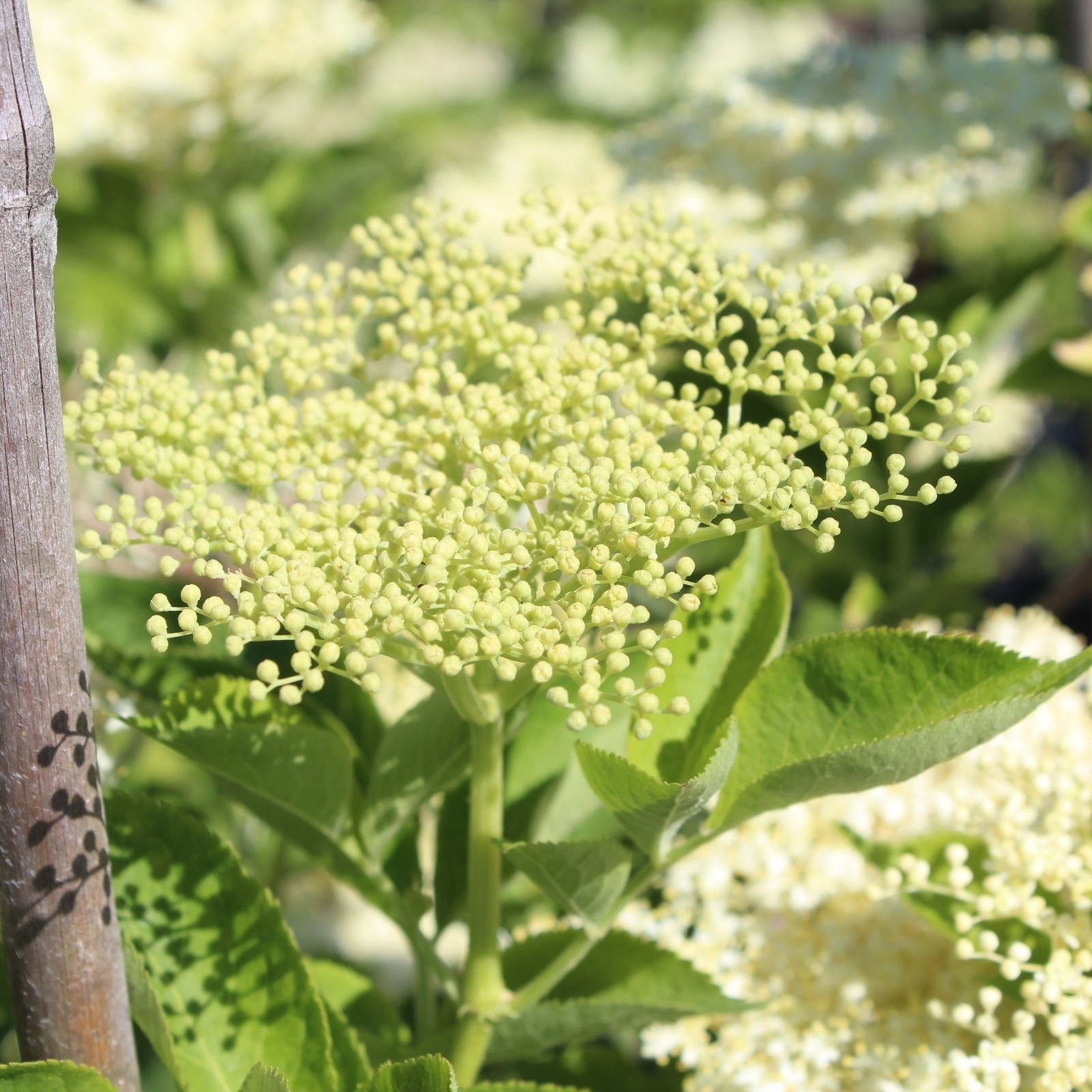 Schwarzer Holunder 'Haschberg' - Sambucus Nigra 'Haschberg ...