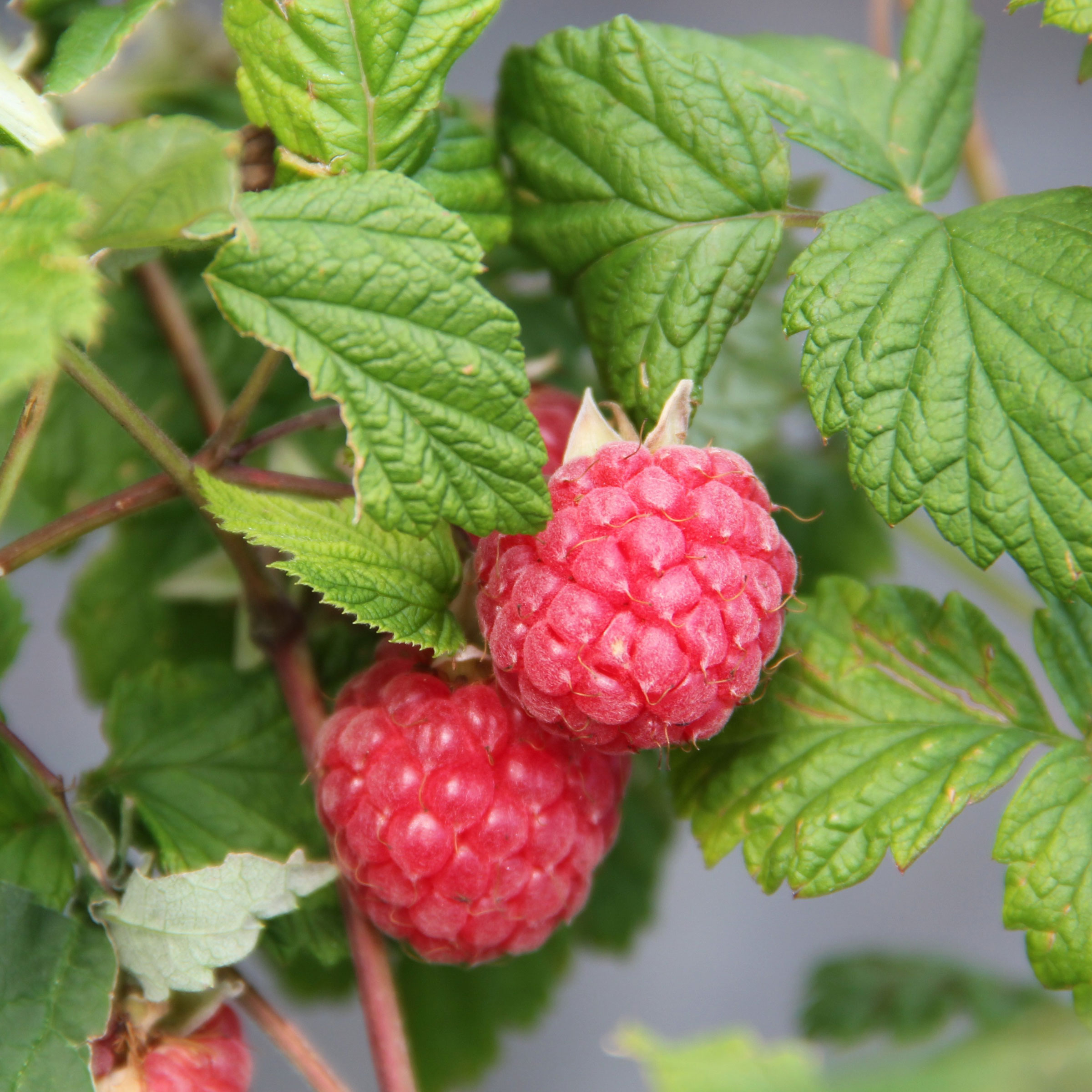 Himbeere 'Glen Ample' - Rubus Idaeus 'Glen Ample' - Gartencenter Zulauf ...