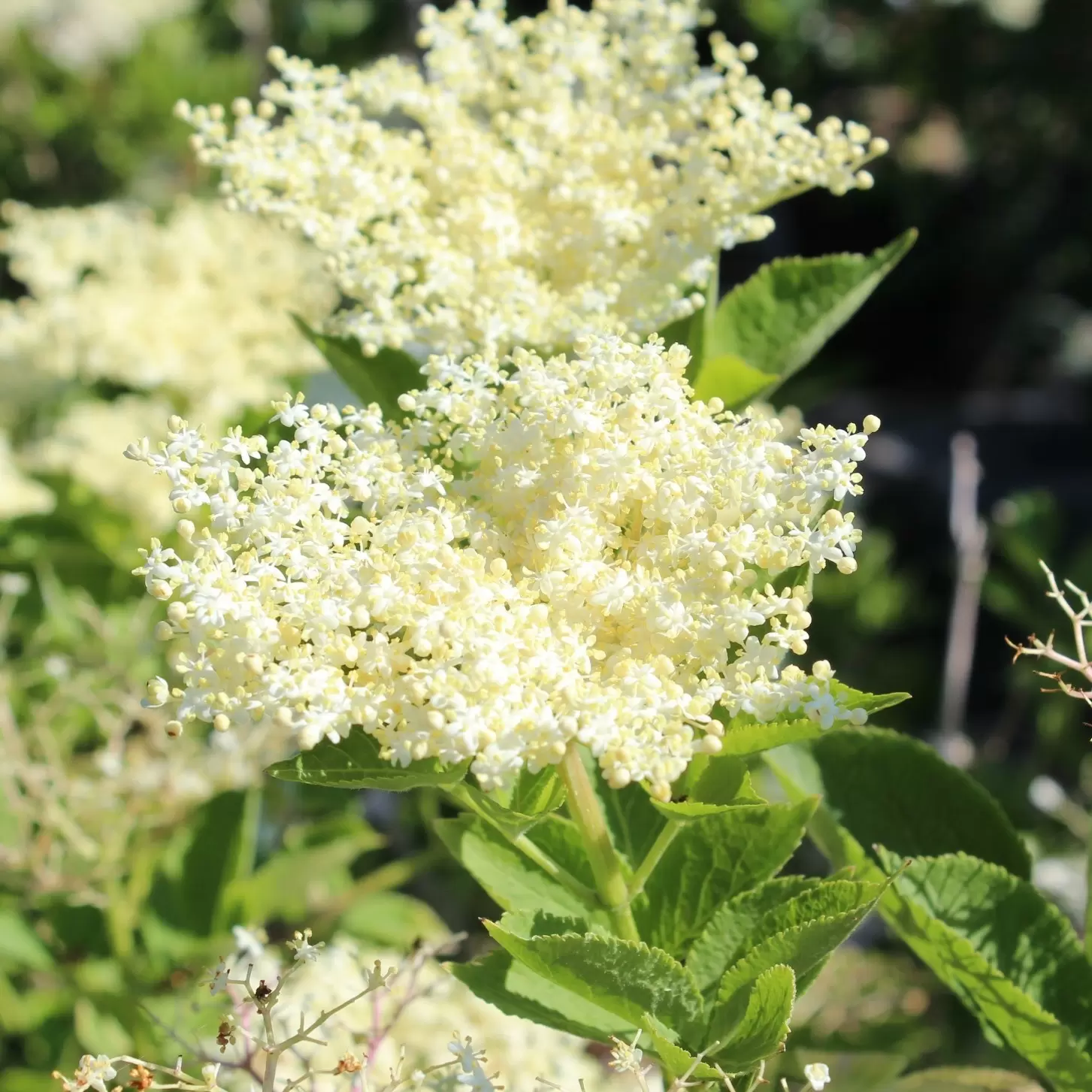 Schwarzer Holunder 'Haschberg' - Sambucus Nigra 'Haschberg' | Zulauf ...