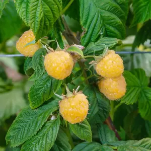 Herbst-Himbeere \'Fallgold\' idaeus Zulauf - \'Fallgold\' Rubus Gartencenter 