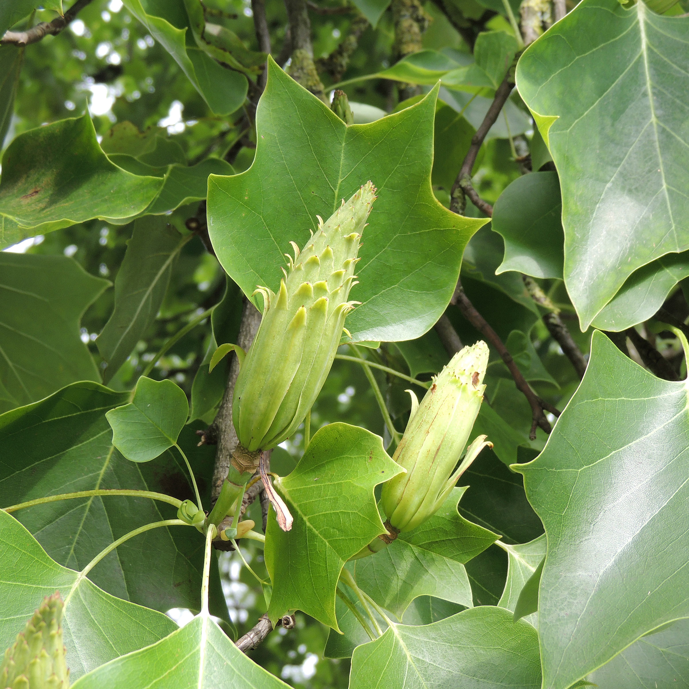 Tulpenbaum Liriodendron tulipifera Gartencenter Zulauf